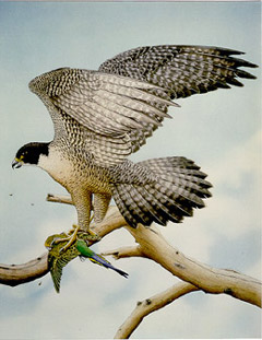 illustration Peregrine